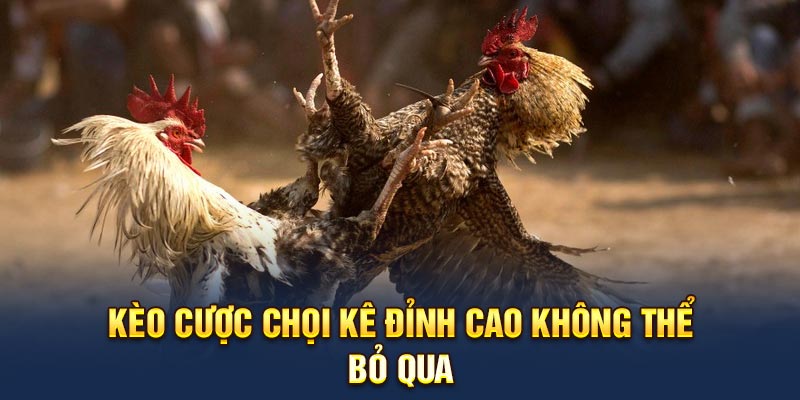 Kèo cược chọi kê đỉnh cao không thể bỏ qua