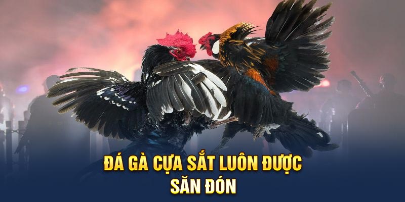 Đá gà cựa sắt OKKING luôn được nhận săn đón