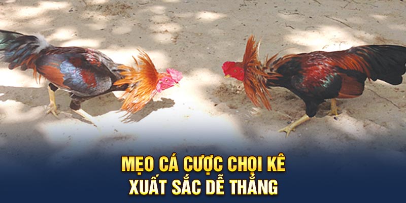 Mẹo cá cược chọi kê xuất sắc dễ thắng
